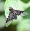 Hemipenthes morio